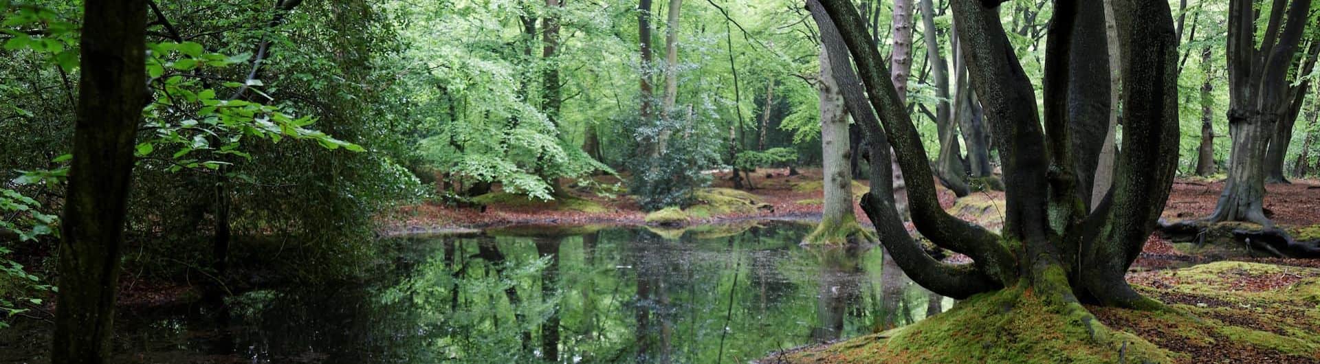 Epping Forest pond, High Beach, Essex, England. Photo: Acabashi