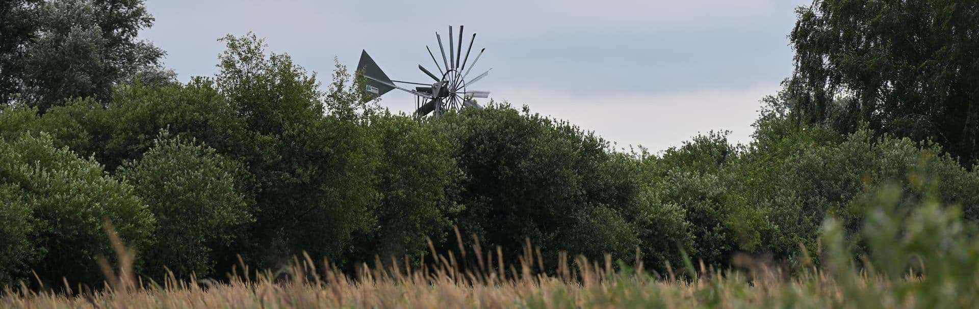 Wicken Fen, Cambridgeshire. Photo: PJ Bryant