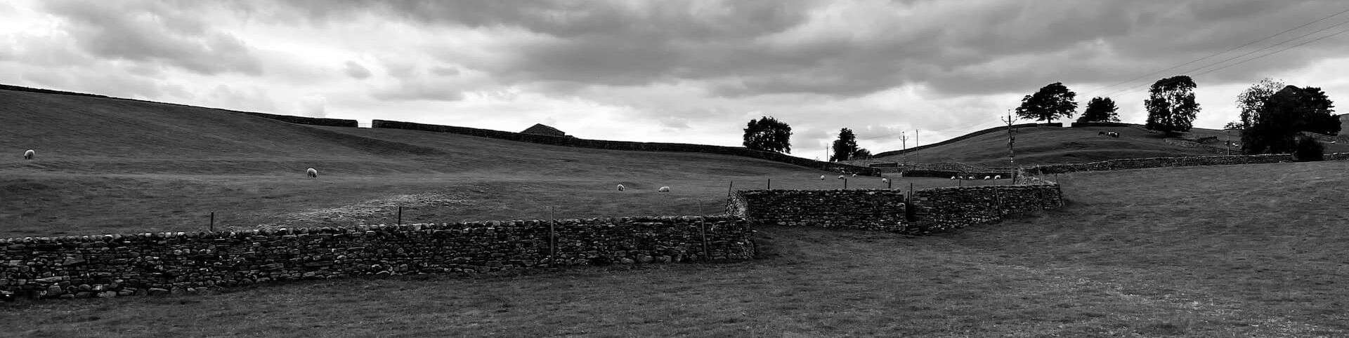 A typical scene from the Yorkshire Dales, taken near Askrigg. Photo: PJ Bryant