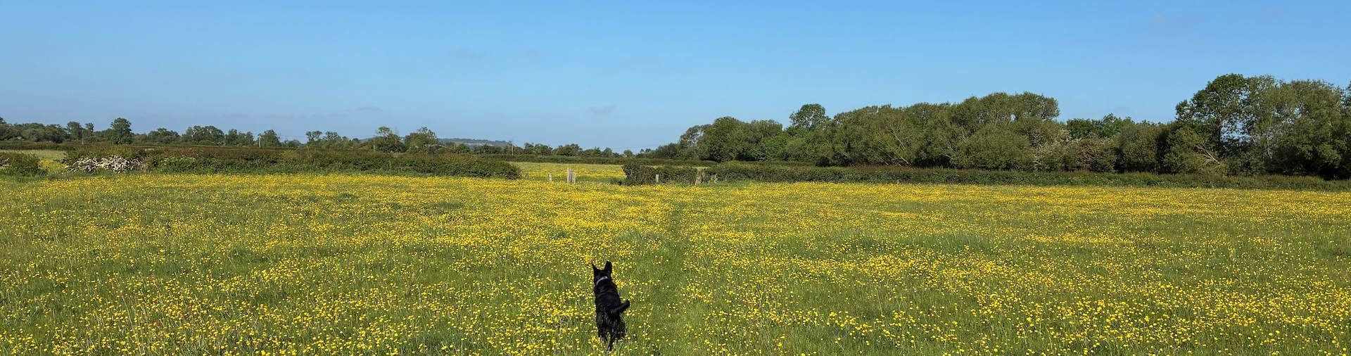 Puxton Moor in North Somerset. Photo: Graeme Hughes