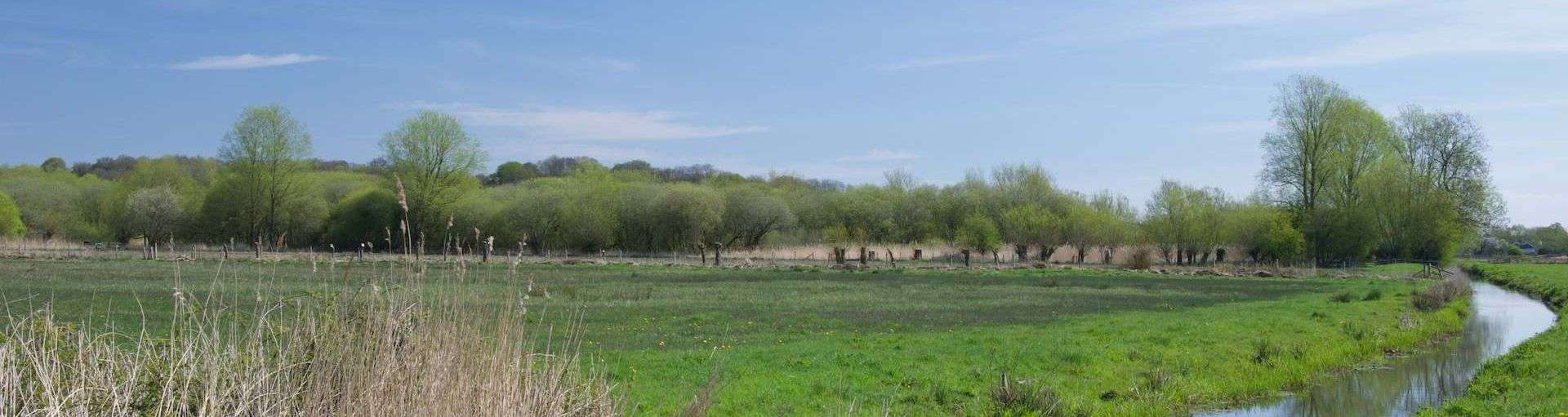 A Reen - one of the 900 miles of drainage channels of the Gwent Levels. Photo: Richard Waller