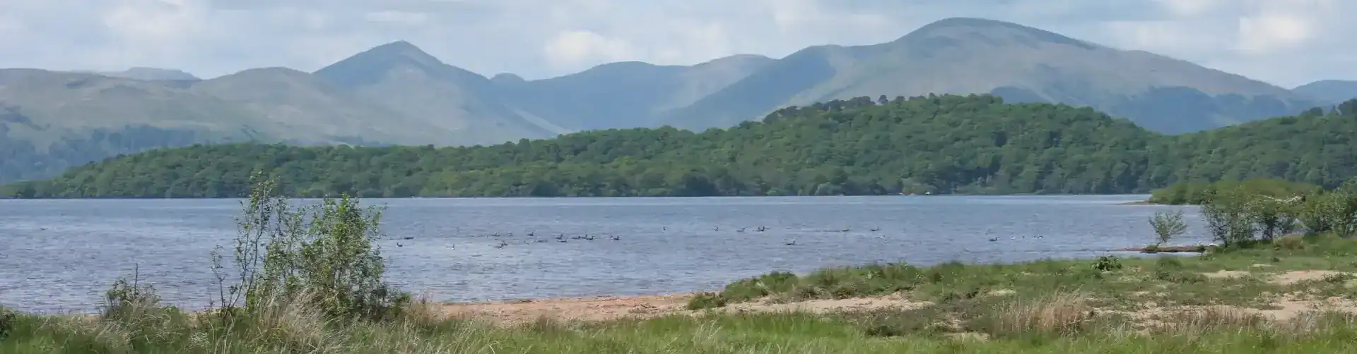 Birds on the loch, RSPB Loch Lomond, West Dunbartonshire. Photo: Richard Sutcliffe