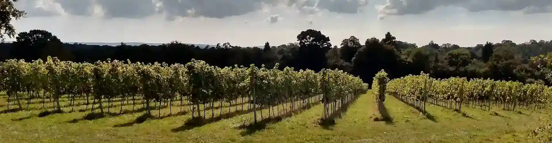 Highbrook vineyard, near Ardingly in West Sussex, from footpath. Photo: Andy Scott