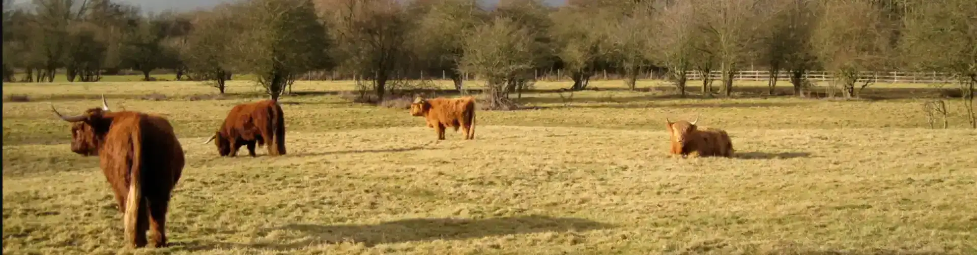 Highland cattle, Stonebridge Meadows. Photo: Robin Stott