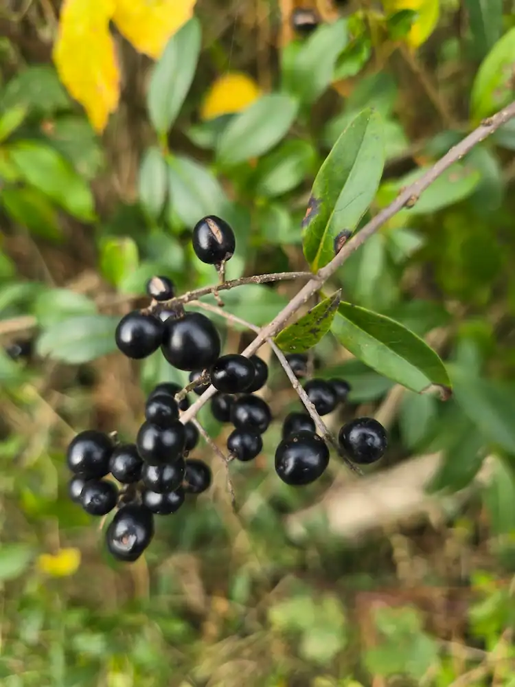 Berries on a privet hedge