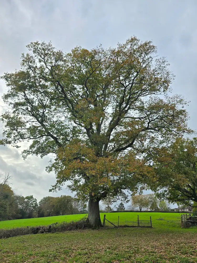 One of the many fantastic oak trees that you'll see on this walk