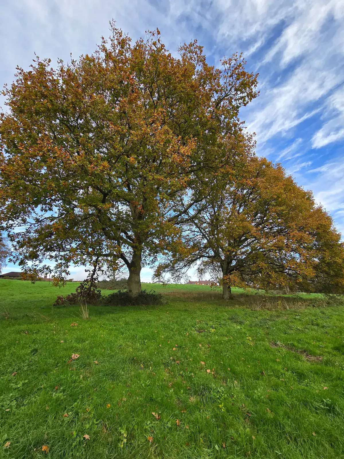 As you start the walk, you'll pass a pair of magnificent oak trees