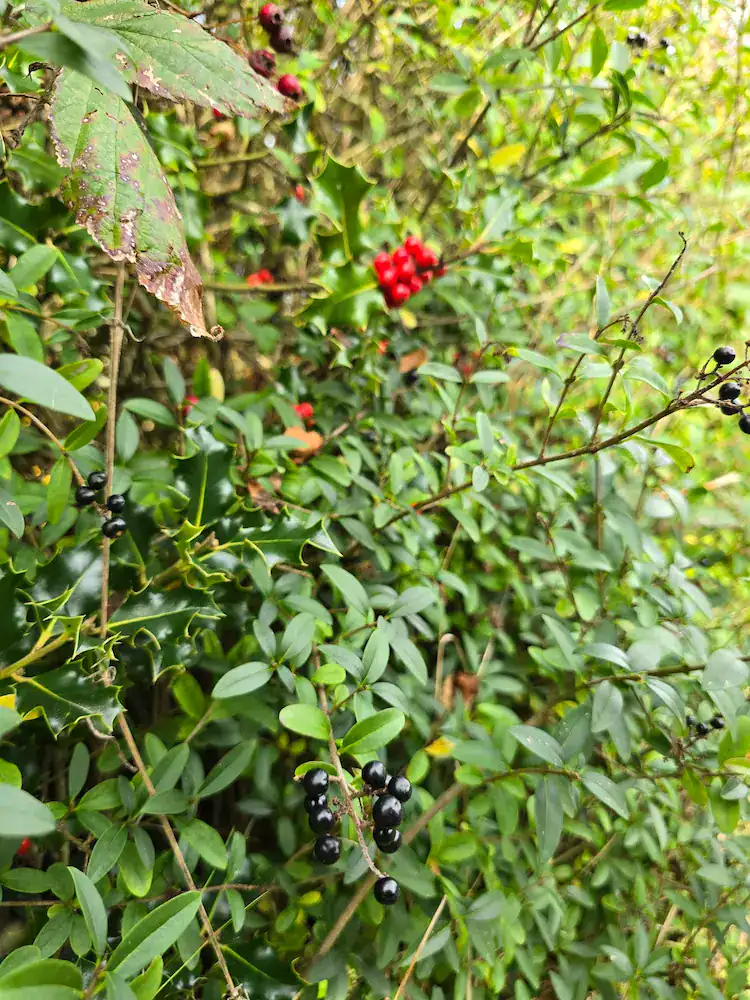Black privet berries and red holly berries.