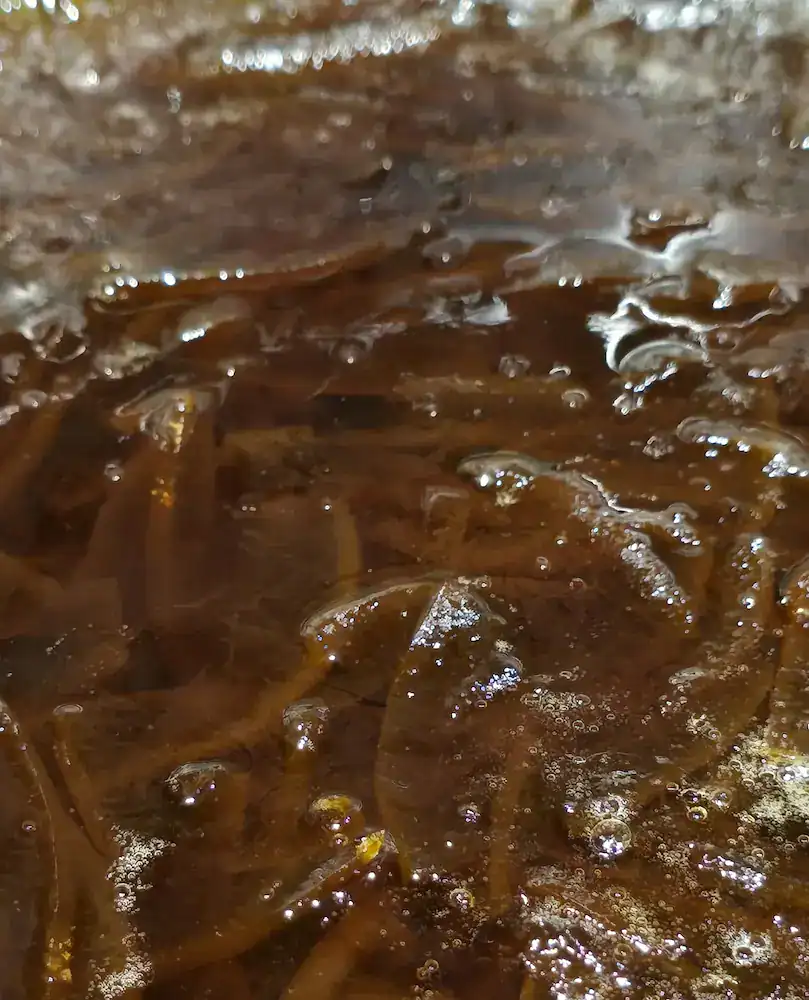 The marmalade has thickened and darkened in the pan, ready and just needs to cool before bottling.