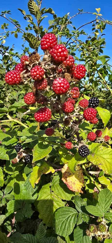 Blackberries - still red but with a few already turning to the best harvest of the year