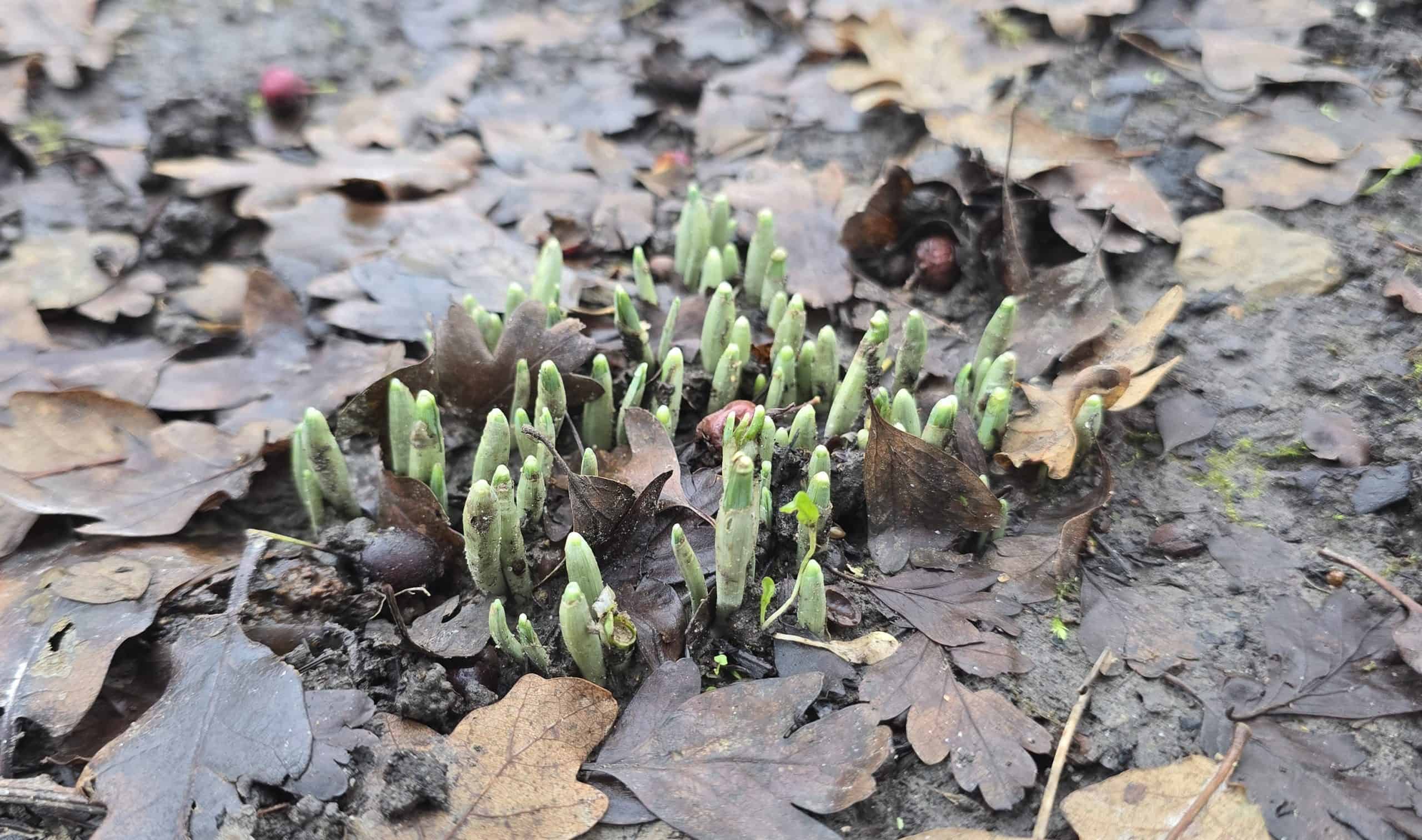 Snowdrops poking through fallen oak leaves on a muddy lawn in December
