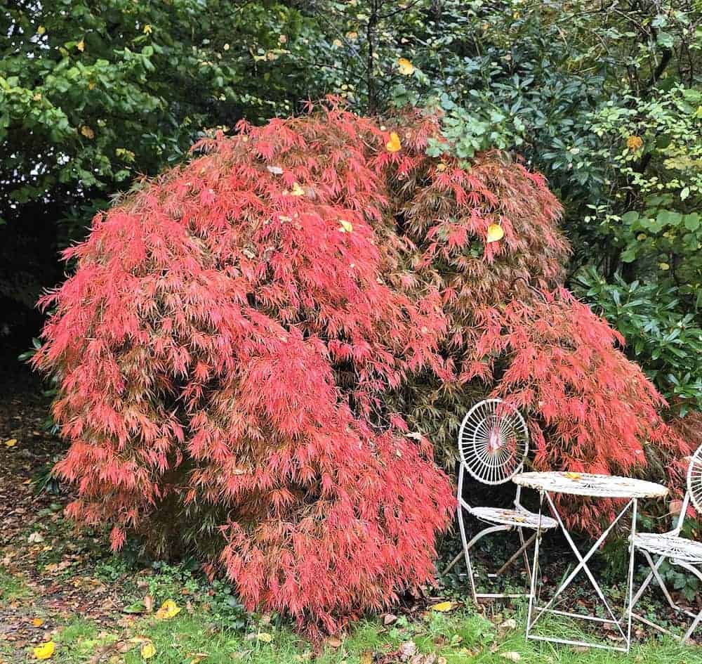 Photo of an acer in full fiery red