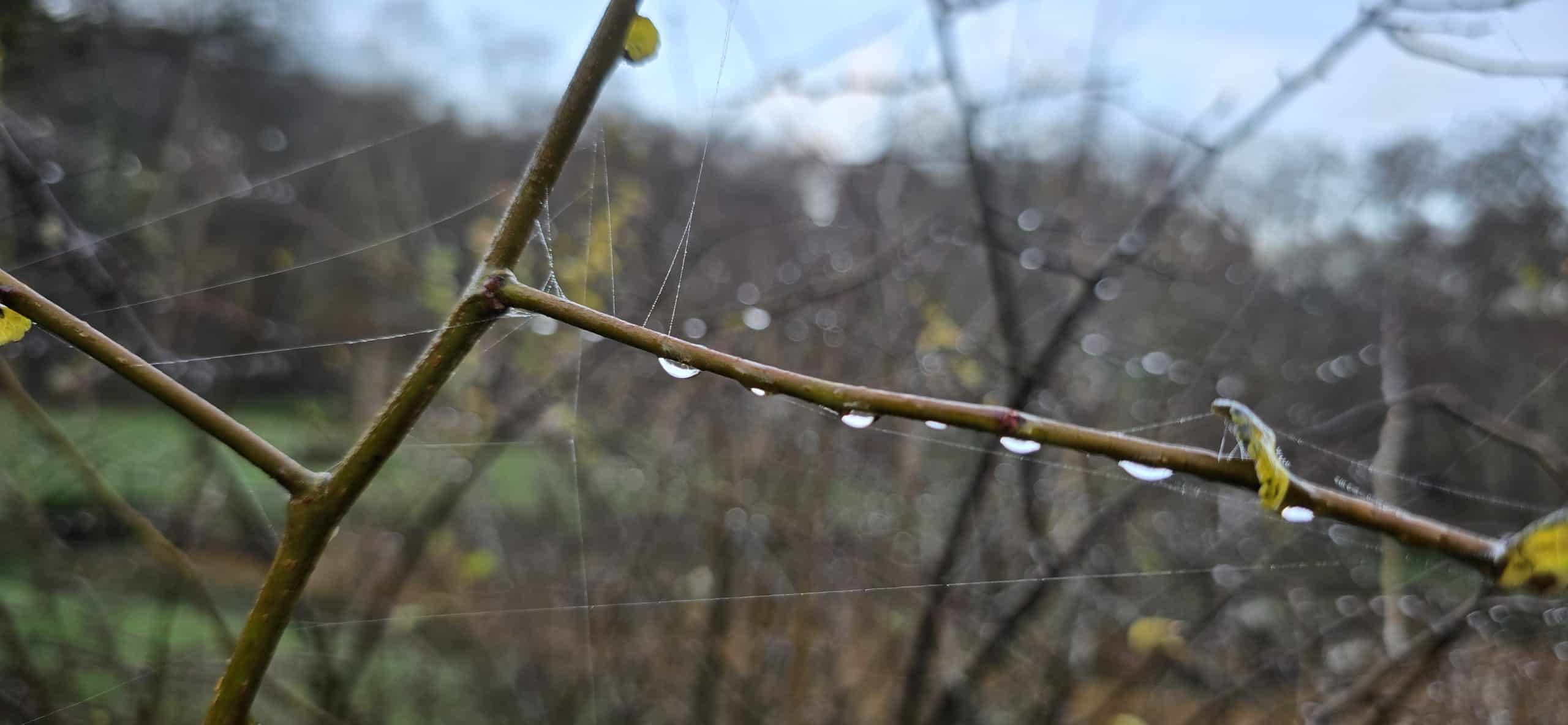 Photo of a spider web and the autumn dew