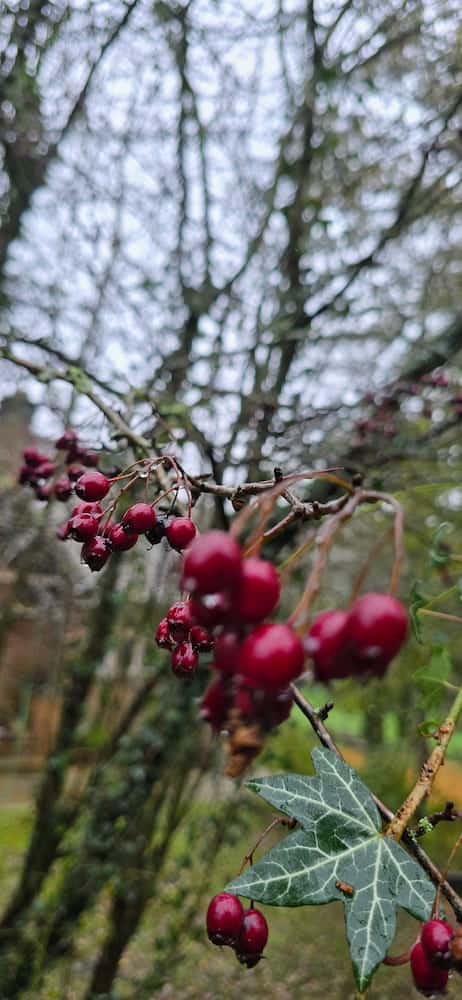 Photo of deep red hawthorn berries interspersed with ivy leaves