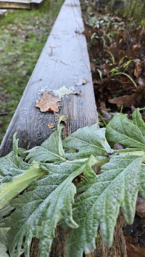 A cold morning as frost really begins to bite