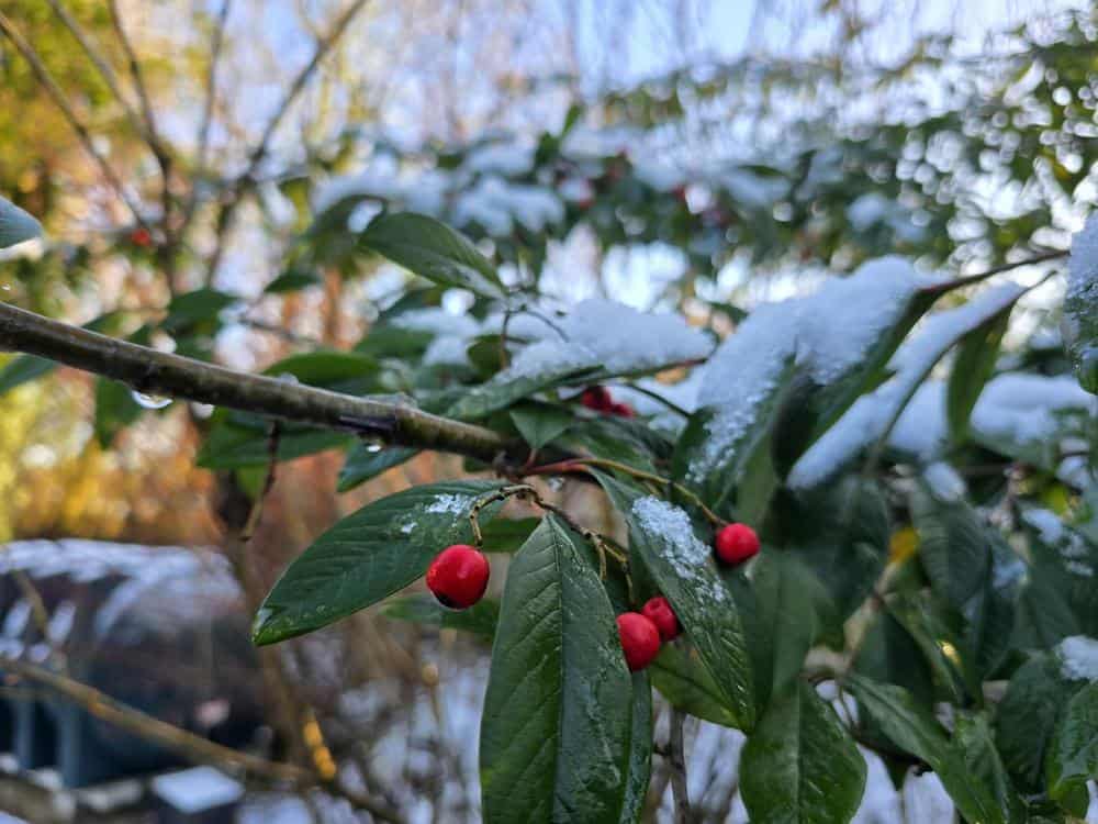 It did it! It snowed!