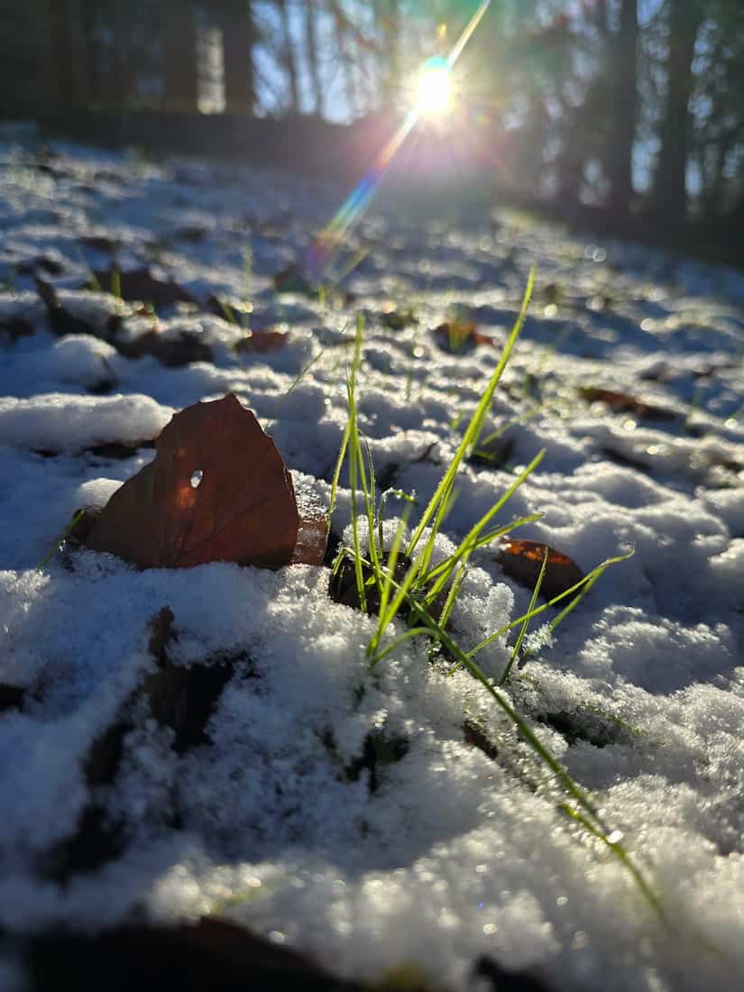 Blades of grass poking through the glittering snow