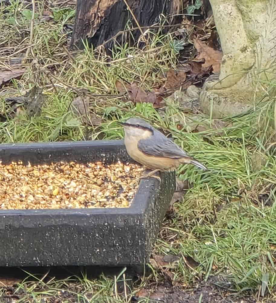 A nuthatch feeding on the ground feeder