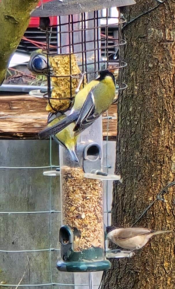Great tits and more on the seed feeder