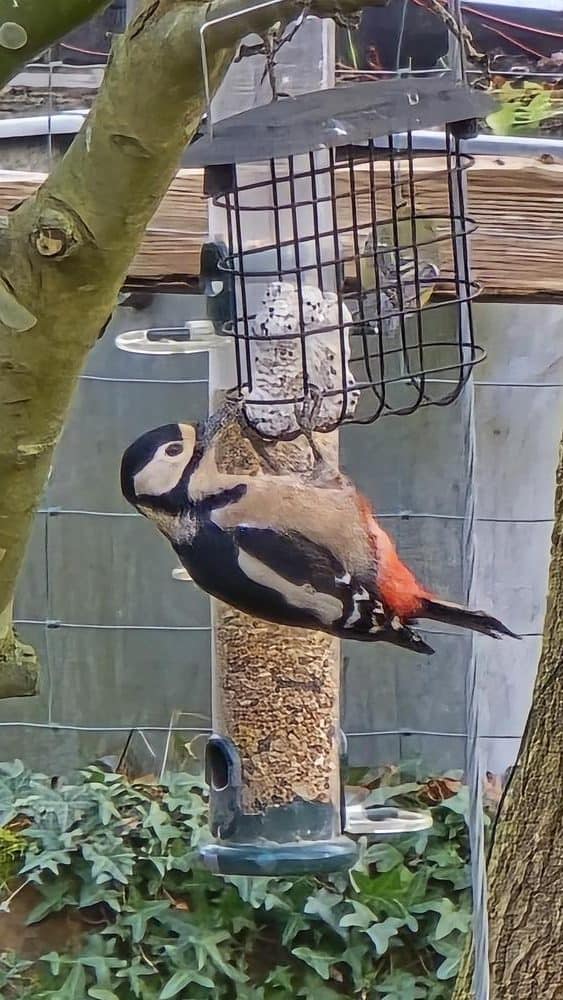 How many birds can you fit on one feeder?