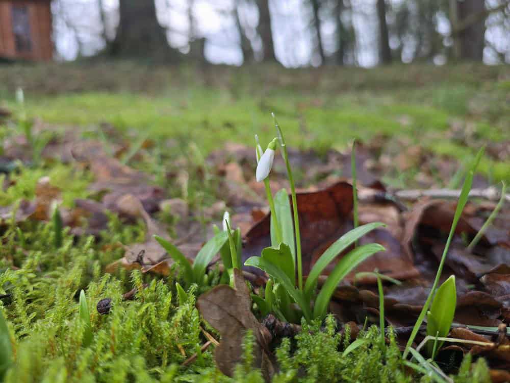 The first snowdrop of the year