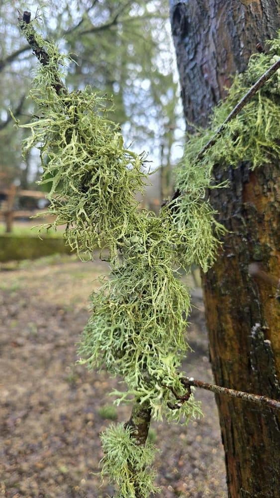 Loving the lichen