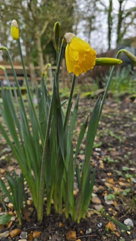 Our first daffodil of 2026